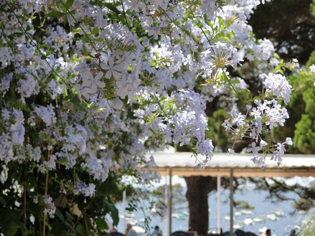 Hotel La Torre Calella De Palafrugell Exteriér fotografie